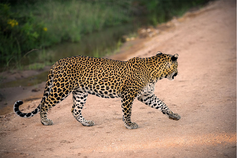 leopard-yala-national-park